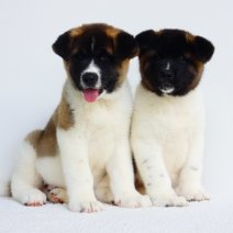 Waar een mooie pup kopen? – DogCatandCo