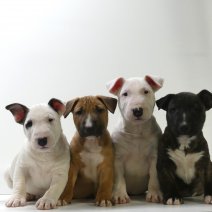 Trouwe Bull Terrier MINI pups te koop - Fidèles Bull terrier