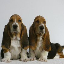 Lieve Basset hound pups te koop - Adorables Basset Hound