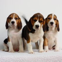 Trouwe Beagle pups te koop - Fidèles Beagle chiots