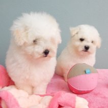 Guitige Bichon Frisé pups te koop - très mignons Bichon frisé