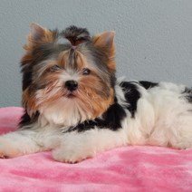 Lieve Biewer Yorkshire Terrier pups te koop - très mignons Biewer