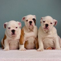 Engelse Bulldog