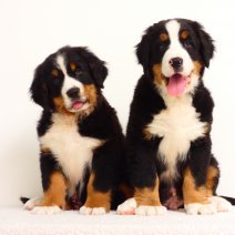 Trouwe Berner Sennen pups te koop - fidèles Bouvier Bernois