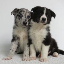 Trouwe Border Collie pups te koop - fidèles Border Collie