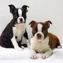 Lieve Boston terrier pups te koop - Adorables Boston Terrier