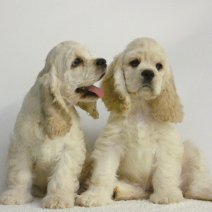Guitige Amerikaanse Cocker pups te koop - Adorables Cocker Américain