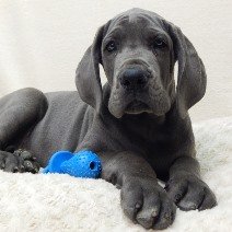 Duitse Dog
