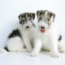 Fox Terrier