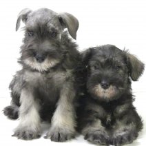 Schnauzer