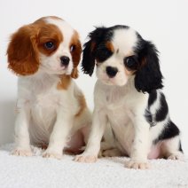 Lieve Cavalier King Charles pups te koop - très mignons Cavalier King Charles