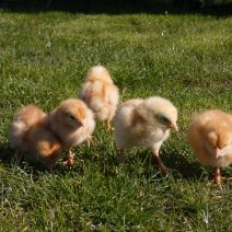 Raad eens kiespijn Anesthesie Kuikens te koop - Uw dierenwinkel in Zellik Brussel