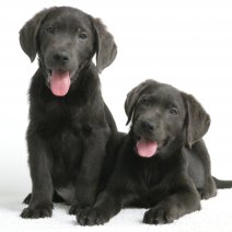 Labrador Silver