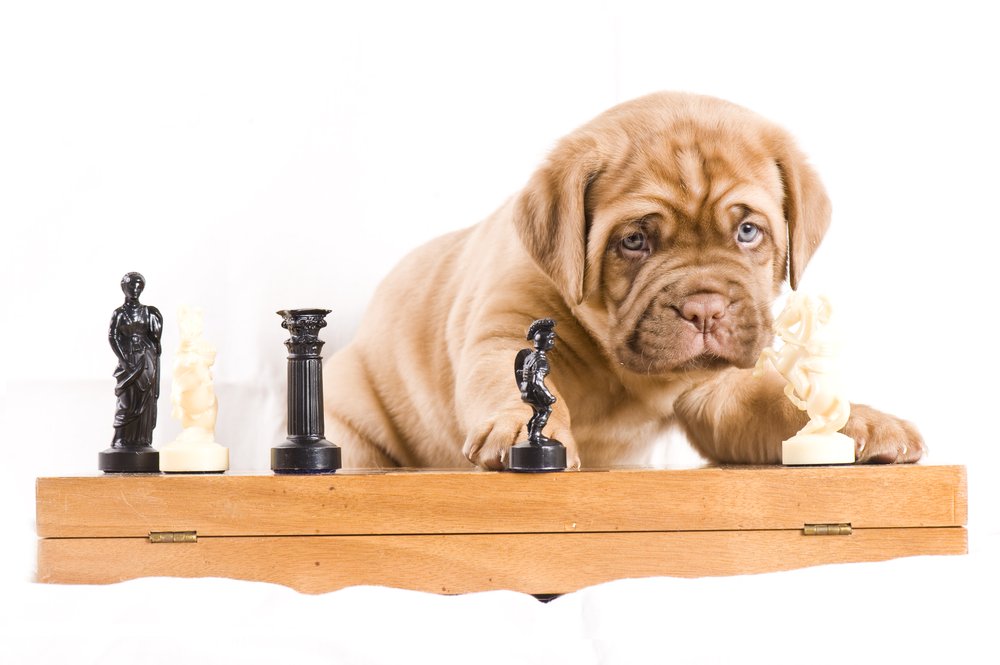 Un chien joue aux échecs, mais préfère être actif avec les conseils DogCatandCo