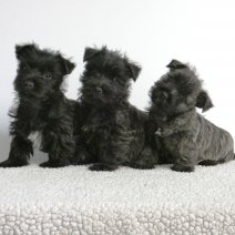 Schattige Cairn Terrier pups te koop - Tr&egrave;s mignons Cairn Terrier