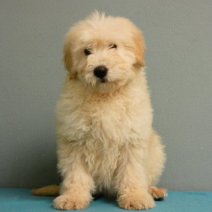 Labradoodle