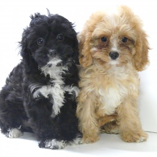cavapoo P1360426.JPG