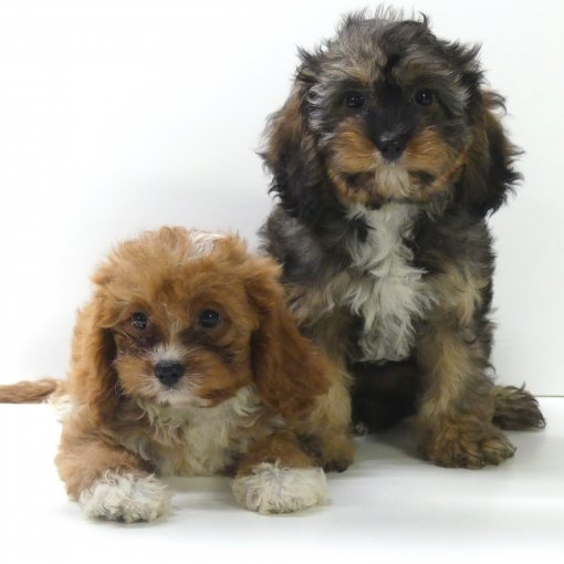 cavapoo P1360421.JPG