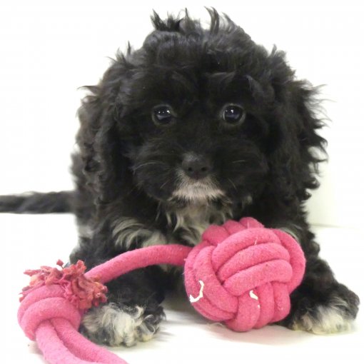 cavapoo P1360412.JPG