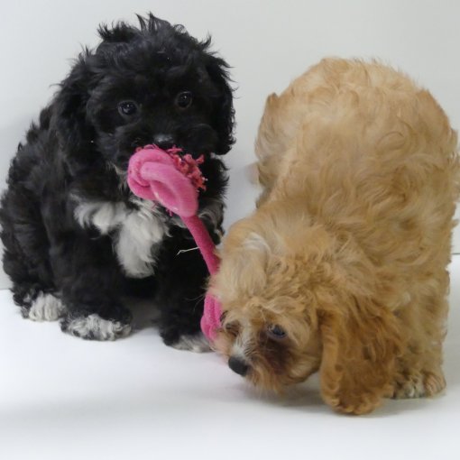 cavapoo P1360406.JPG