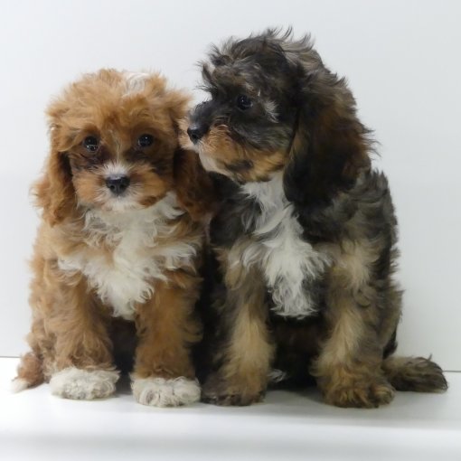 cavapoo P1360399.JPG