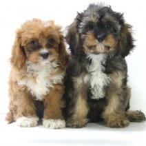 Cavapoo