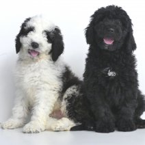 Labradoodle
