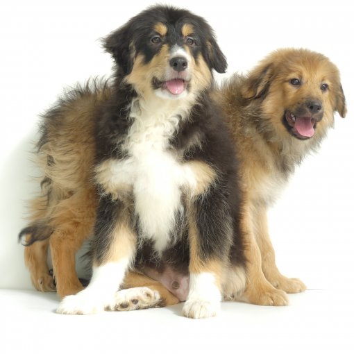 pyreneese herder hoofd pagina.JPG