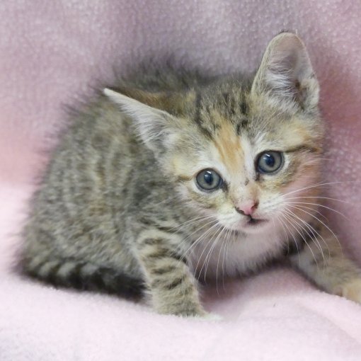 Wie is specialist in Europese Kittens te koop? DogCatandCo