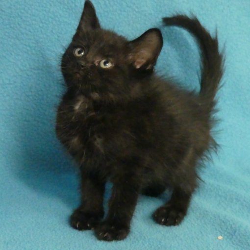 europese korthaar kitten - chaton f v P1320314.JPG