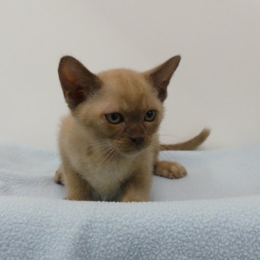 Burmese