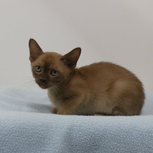 Burmese3