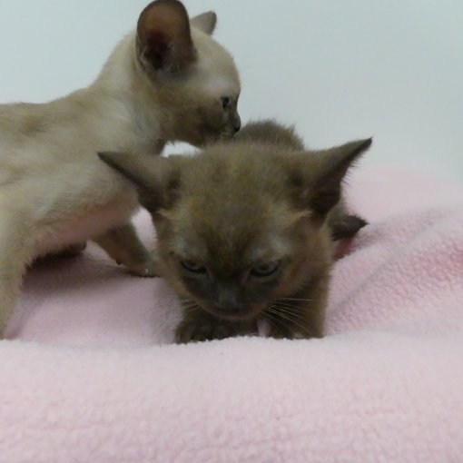 Burmese4