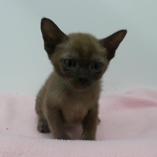 Burmese5