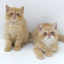 Exotic Shorthair