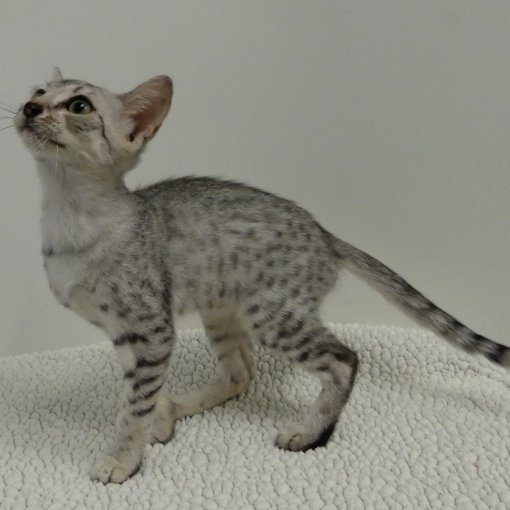 Mau Egyptien