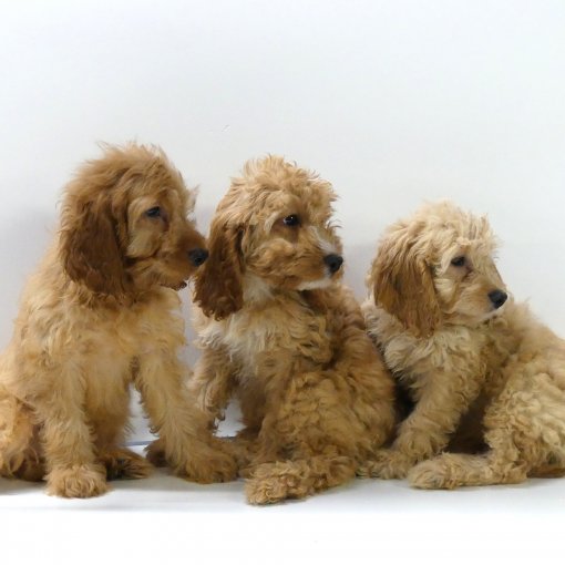 Cockapoo3