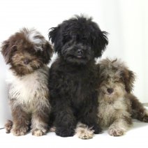 Aussiedoodle