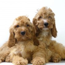 Zachte Cockapoo pups te koop - très mignons Cockapoo