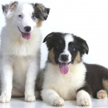 Miniature American Shepherd