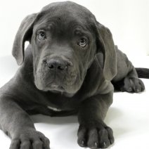 Cane Corso pups te koop - Cane Corso