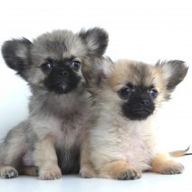 Pomchi