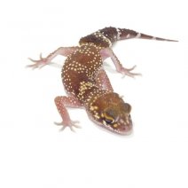 Gecko Aboyeur - Nephrurus Milii