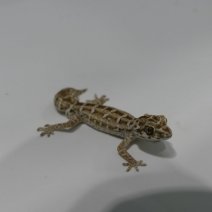Gecko Vipère - Teratolepis Fasciata