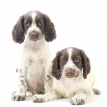 Bretonse Spani&euml;l