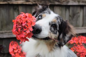 Hond Bloemen