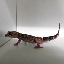 dikstaartschorsgekko P1490829.JPG