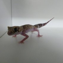dikstaartschorsgekko P1490830.JPG