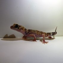 dikstaartschorsgekko P1490833.JPG