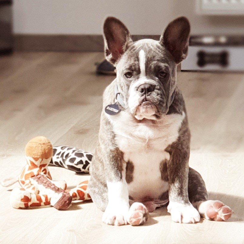 Harpers (franse bulldog)